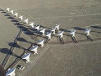 telescope array